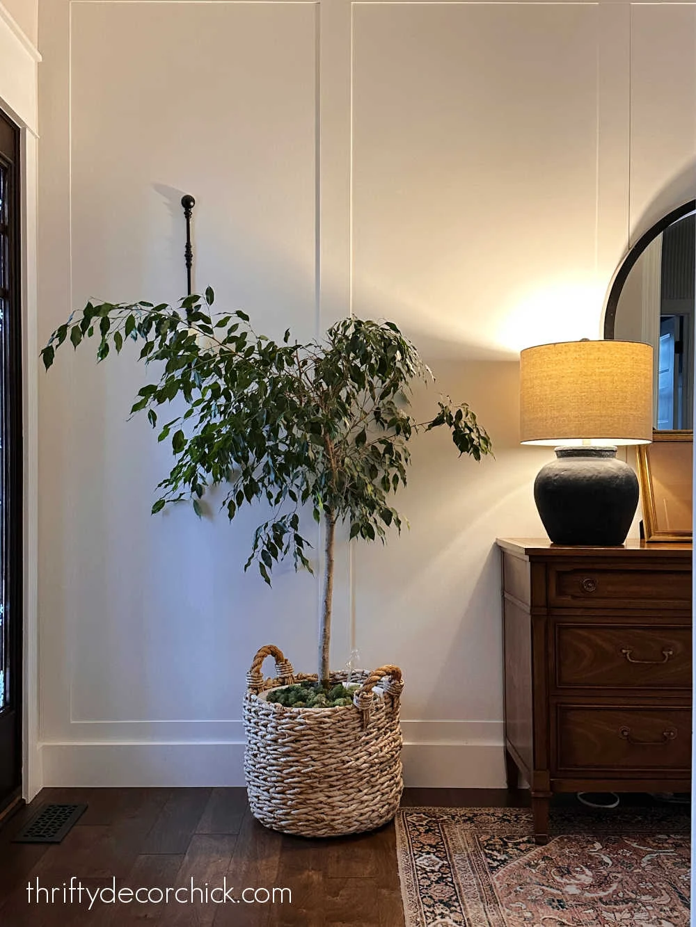 ficus plant in basket